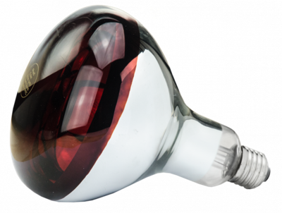 Hard Glas Lamp 250 W - Rood