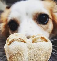 SYTA MICHA Kiwi with coconut - hondenkluif - 13,5 cm - thumbnail