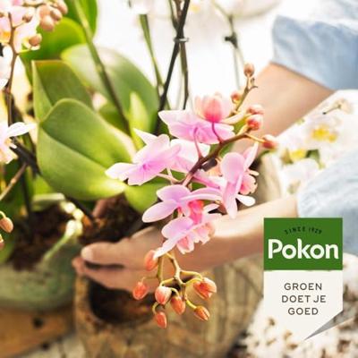 Bio Orchidee Voeding 250ml - Pokon