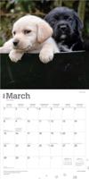 Labrador Retriever Puppies Kalender 2026 - thumbnail