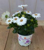 3 stuks! Spaanse margriet wit Osteospermum Warentuin Natuurlijk - Warentuin natuurlijk - thumbnail
