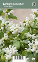 Vips Lamium maculatum White Nancy - Gevlekte dovenetel - thumbnail