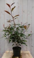 Glansmispel Photinia Red Robin rood 70 cm - Warentuin natuurlijk - thumbnail