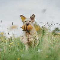 HUNTER Honden knuffel Florenz Hommel, geel/bruin - thumbnail