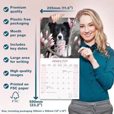 Border Collie Kalender 2026