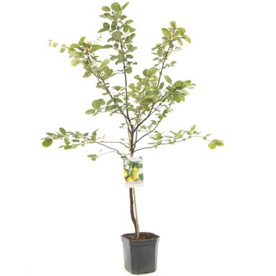 Cydonia oblonga Kweepeer peervorm Kweepeer peervorm fruitplant Fruithof - Fruithof