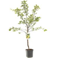 Kweepeer Cydonia oblonga peer 160 cm - thumbnail