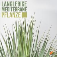 Palmboom - Yucca Rostrata - thumbnail