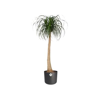 Bloempot B.for soft 22 cm antraciet elho - Elho - thumbnail