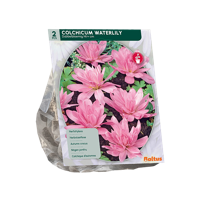 Herfsttijloos - thumbnail