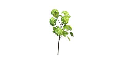 Viburnum Roseum x6 green 60cm Viburnum Roseum x6 green 60cm