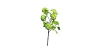 Viburnum Roseum x6 green 60cm - thumbnail