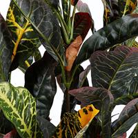 Decoratieve plant Mica Decorations Croton Groen PVC (73 x 40 cm) - thumbnail
