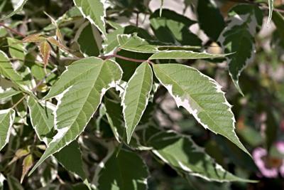 Vederesdoorn struikvorm