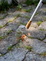 Rothenberger CMR30966 Onkruidbrander - thumbnail