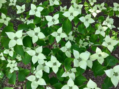 Japanse grootbloemige kornoelje