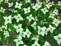 Japanse grootbloemige kornoelje - thumbnail