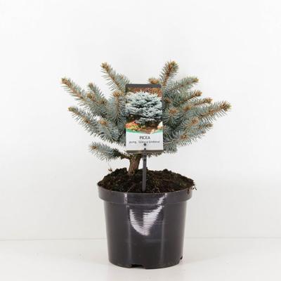 Picea pungens glauca globosa 20-25 cm - Warentuin natuurlijk