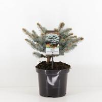 Picea pungens glauca globosa 20-25 cm Conifeer Blauwe spar Warentuin Natuurlijk - Warentuin natuurlijk - thumbnail