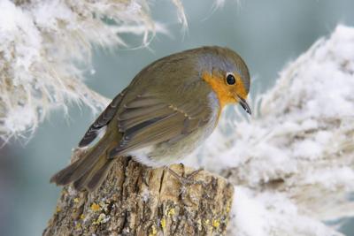 Tuinschilderij roodb boomstr 130x70 Customize-it - Customize it