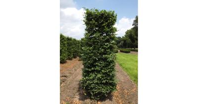 Kant & klaar haag Fagus sylvatica blokhaag H250 x B80 x L80 cm Groene beuk Quickhedge - Quickhedge