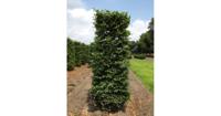 Kant & klaar haag Fagus sylvatica blokhaag H250 x B80 x L80 cm Groene beuk Quickhedge - Quickhedge - thumbnail