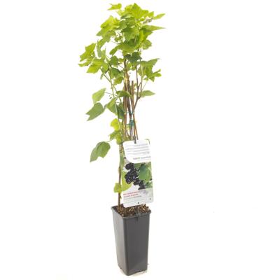 Zwarte bes (ribes nigrum) fruitplanten - In 2 liter pot - 1 stuks Zwarte bes (ribes nigrum) fruitplanten - In 2 liter pot - 1 stuks