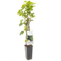 Zwarte bes (ribes nigrum) fruitplanten - In 2 liter pot - 1 stuks - thumbnail
