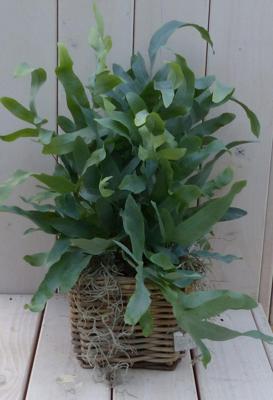 Blauwvaren Phlebodium in mandje 30 cm Warentuin Natuurlijk - Warentuin natuurlijk