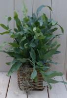 Blauwvaren Phlebodium in mandje 30 cm Warentuin Natuurlijk - Warentuin natuurlijk - thumbnail