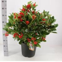 Skimmia (Skimmia Japonica “Temptation” PBR) heester - 60-80 cm (C15) - 2 stuks - thumbnail