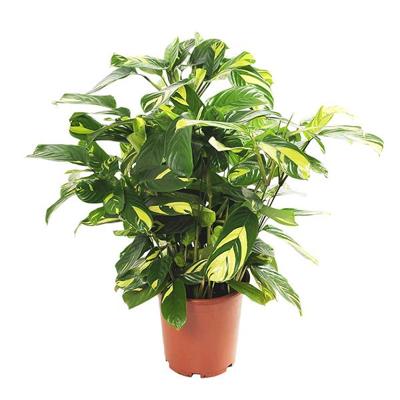 Ctenanthe Lubbersiana (Calathea Golden Mosaic) - P 21 cm