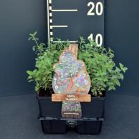 Kattenkruid (nepeta faassenii) bodembedekker - 6-pack - 1 stuks - thumbnail