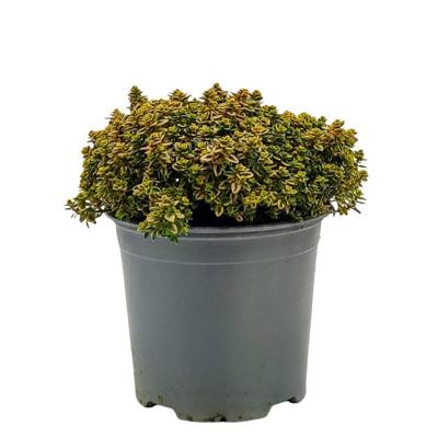 Citroentijm Aureus Thymus citriodorus kruidenplant Warentuin Natuurlijk - Warentuin natuurlijk