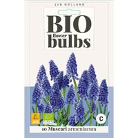 Bio muscari armeniacum 10 bollen - thumbnail