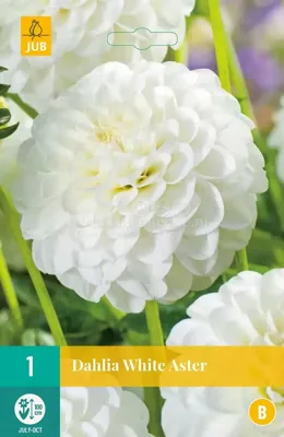 Bloembollen Dahlia White Aster 1st