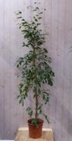 Ficus Benjamina Donkergroen 160 cm kamerplant Treurvijg Warentuin Natuurlijk - Warentuin natuurlijk - thumbnail
