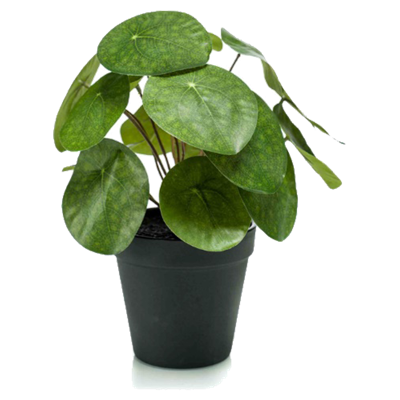 Pilea bush 22 cm/17lvs in black pot Emerald - Emerald Pilea bush 22 cm/17lvs in black pot Emerald - Emerald