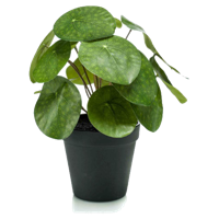 Kunstplant Pilea Pannenkoekplant - 22cm - thumbnail