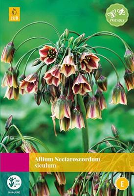 Allium nectaroscordum siculum 30 bollen