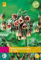 Allium nectaroscordum siculum 30 bollen - thumbnail