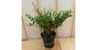 3 stuks! Ilex donkergroen klein Japanse hulst Warentuin Natuurlijk - Warentuin natuurlijk 3 stuks! Ilex donkergroen klein Japanse hulst Warentuin Natuurlijk - Warentuin natuurlijk