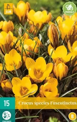 Crocus fuscotinctus 15 bollen