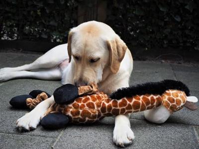 Nobby Pluche Giraffe Elastisch, 72 cm, 1 Units