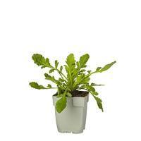 Scabiosa col. Flutter Pure White vaste plant Griffioen - Griffioen - thumbnail