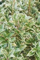 Schijnhulst - thumbnail