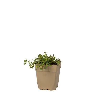 Grote tijm vaste plant Griffioen - Griffioen