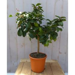 Citrusboompje 80 cm Warentuin Natuurlijk - Warentuin natuurlijk