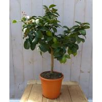 Citrusboompje 80 cm Warentuin Natuurlijk - Warentuin natuurlijk - thumbnail