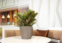 LECHUZA Classico LS 21 Plantenpot Vrijstaand Polypropyleen (PP) Taupe Binnen - thumbnail